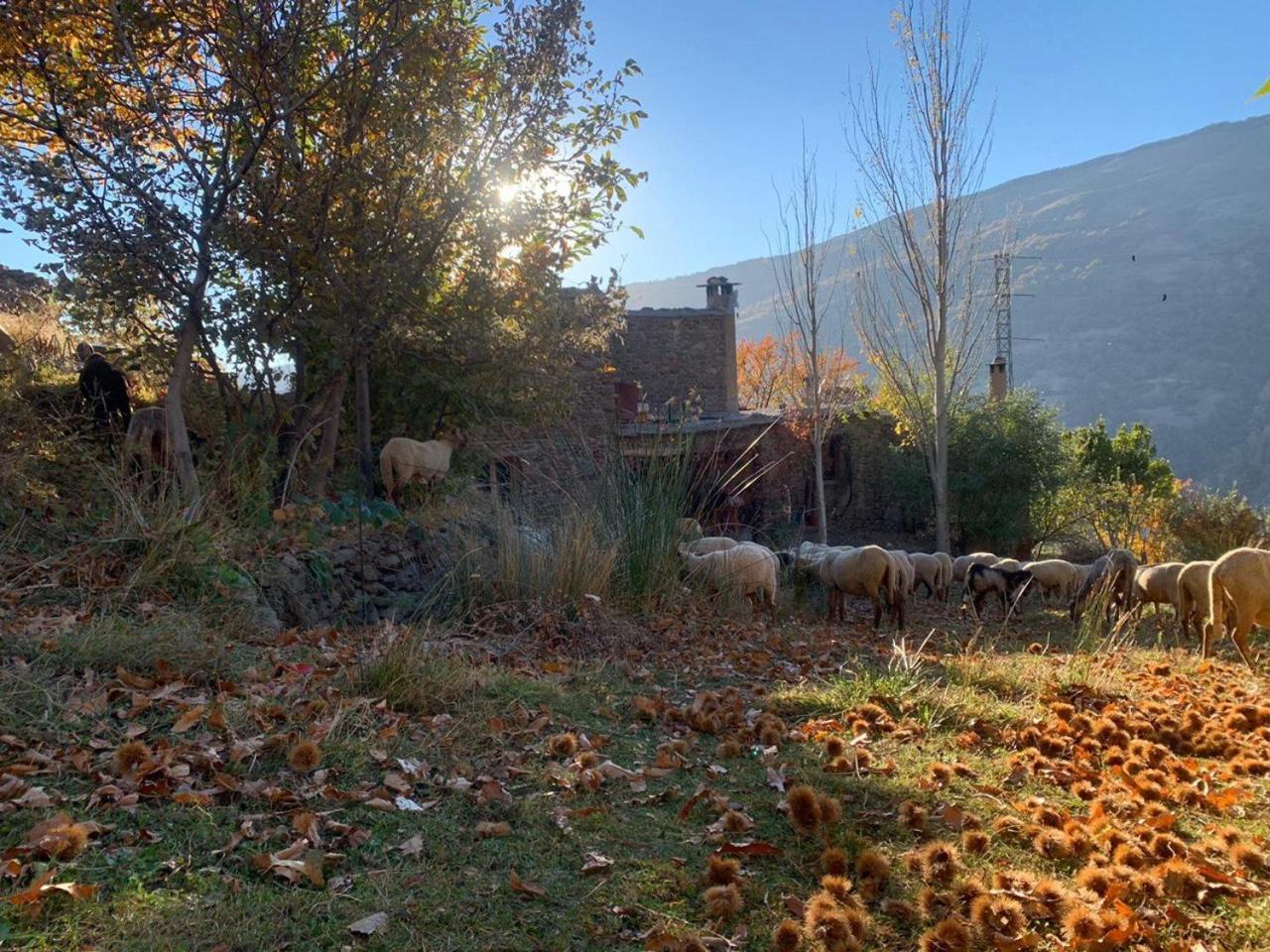 Cortijo Rural El Albercon - - Alpujarra Rural Chalé