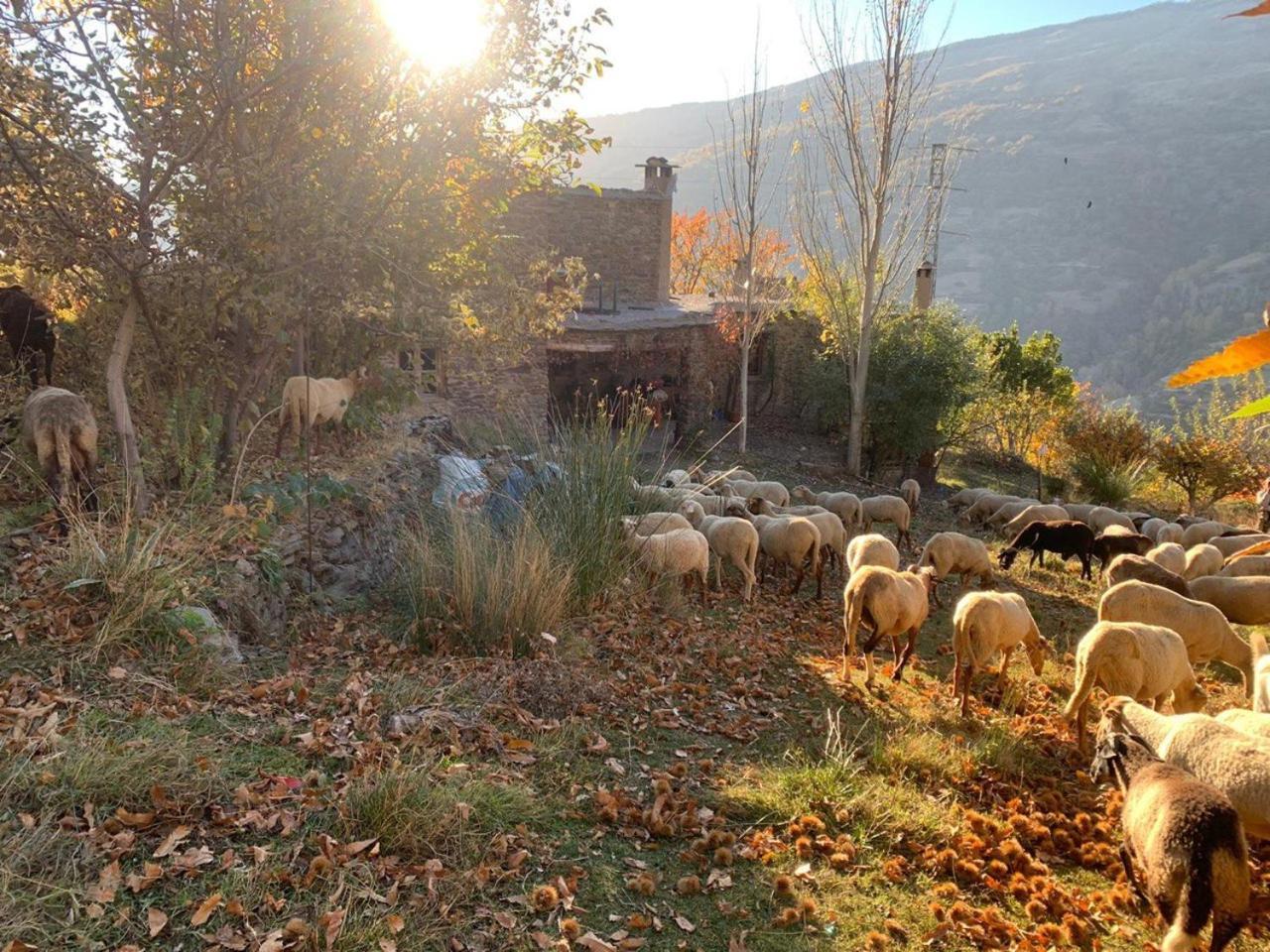 Cortijo Rural El Albercon - - Alpujarra Rural * Capileira
